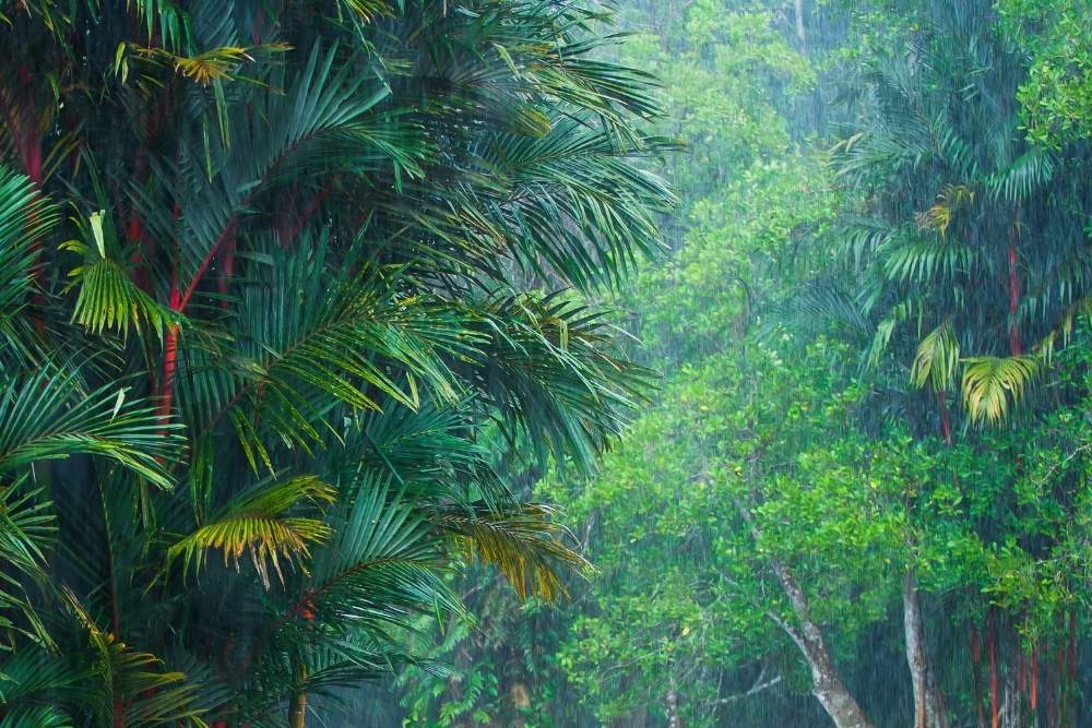 Saisons à La Réunion : saison sèche et humide